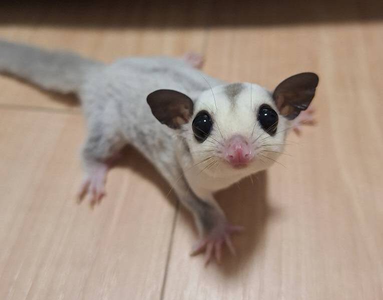 フクロモモンガプラチナ祭り開催(~7/31)