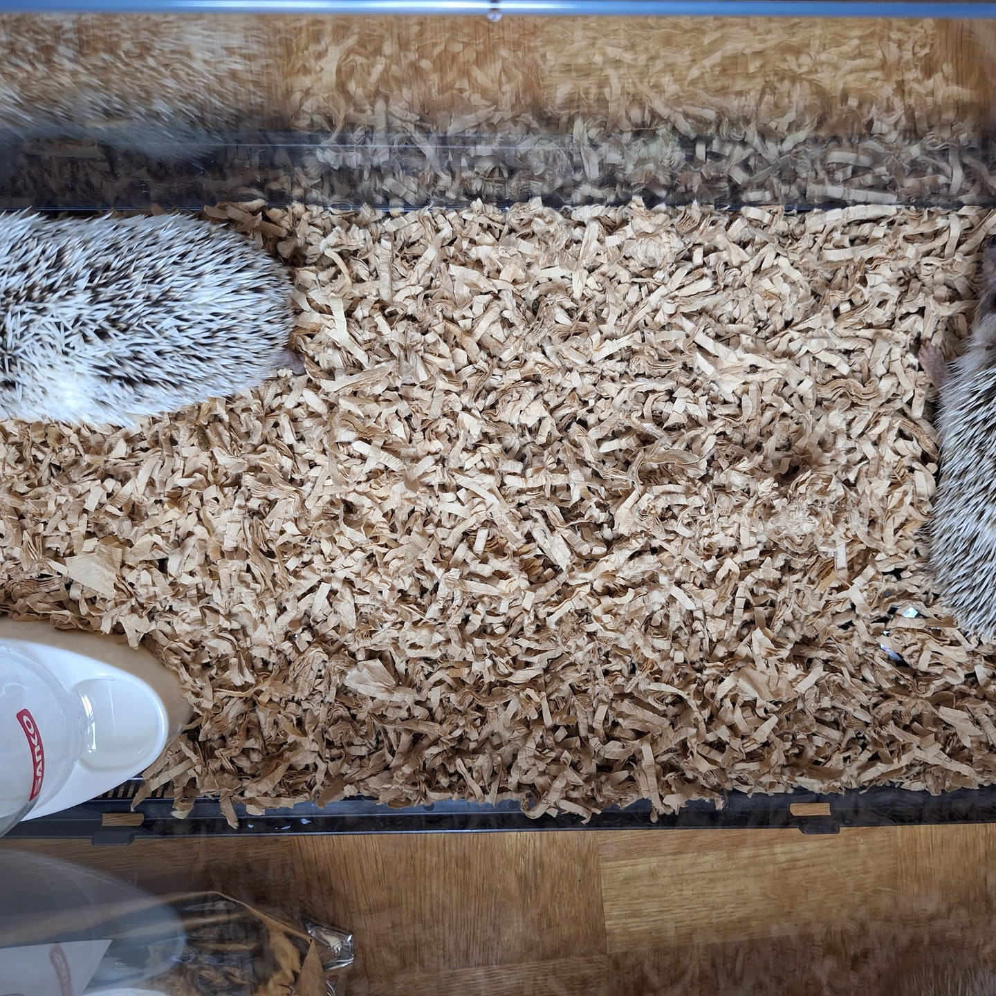 ハリネズミに与えていい食べ物とダメな食べ物