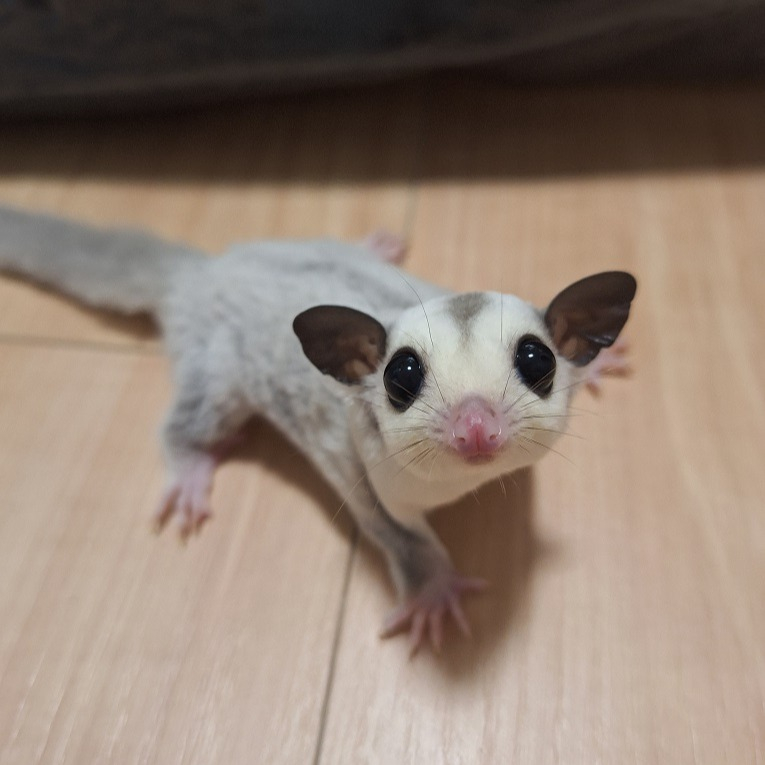 フクロモモンガプラチナ祭りゲリライベント開催!