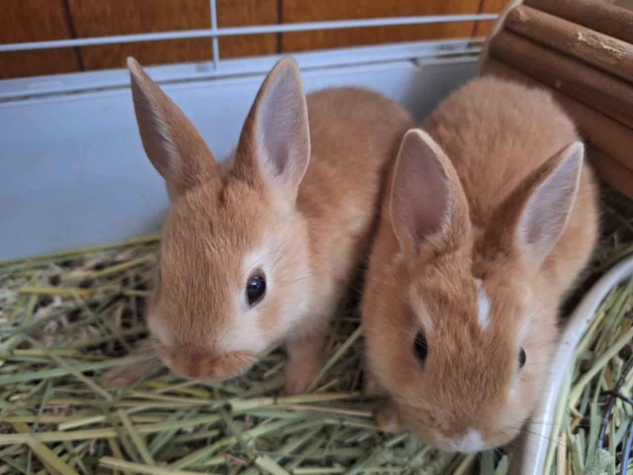 うさぎに食べさせていい食べ物と食べさせてダメな食べ物はなにがある?
