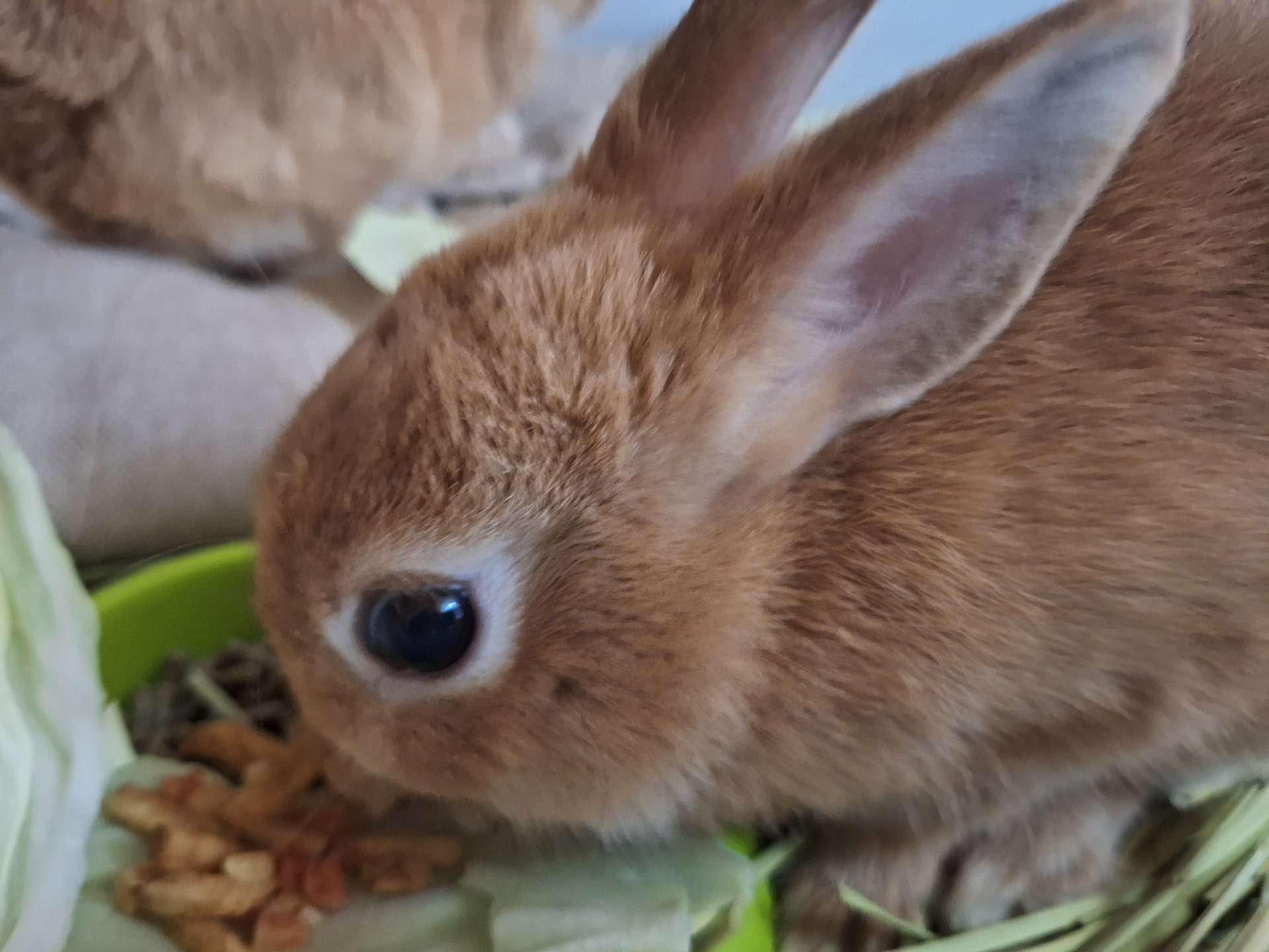 うさちゃん値下げしました
