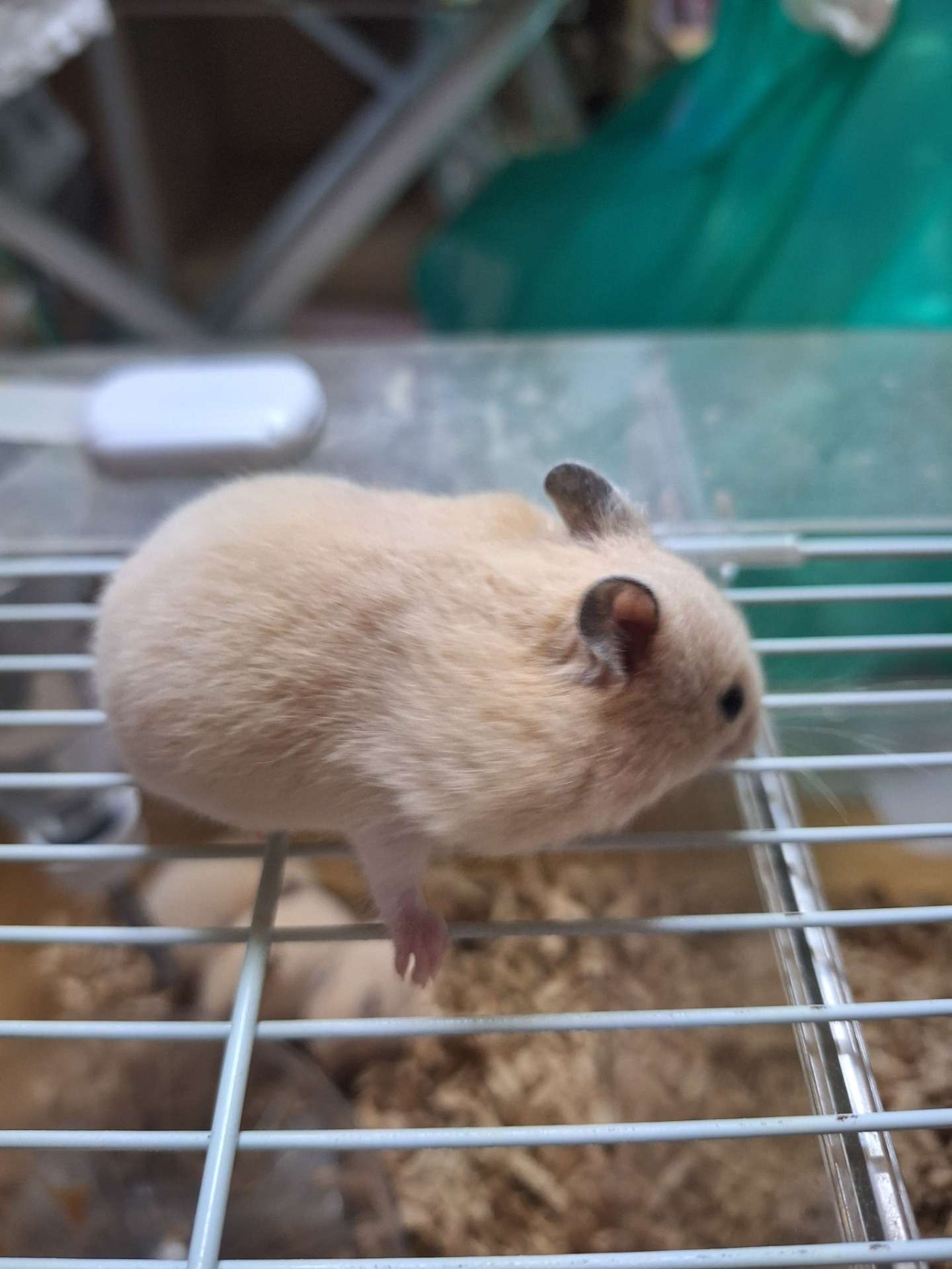 みんな違ってみんないい🐹
